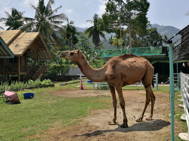 Audi Dream Farm Balik Pulau Penang Petting Zoo Feed Animal