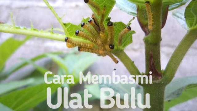 Cara Membasmi Ulat Bulu di Rumah