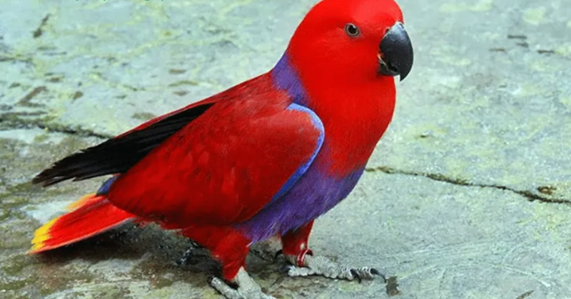24 Arti Mimpi Tentang Burung Nuri Talaud Menurut Primbon Jawa Dan Islam Arti Mimpi 24 Arti Mimpi Tentang Burung Nuri Talaud Menurut Primbon Jawa Dan Islam Arti Mimpi