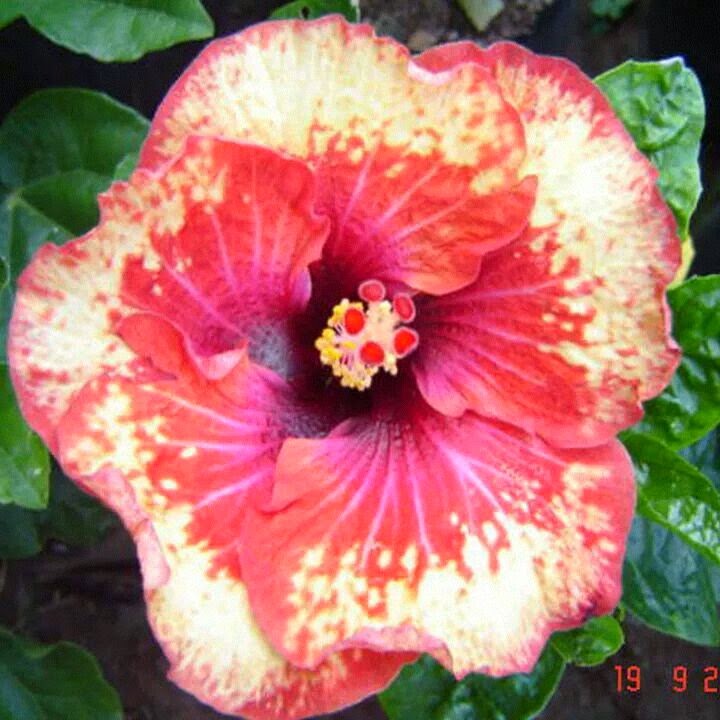Hibiscus/Joba flower_011