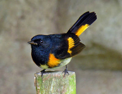 A male American Redstart in Chiquimula, Guatemala Photo of American Redstart on branch