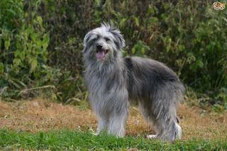 Pyrenean Sheepdog