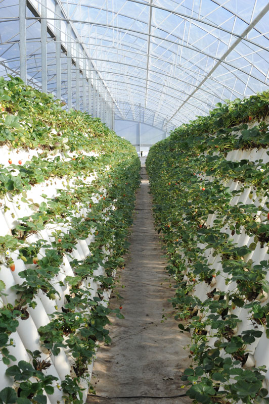 Wagon Wheel Ricardoes Tomatoes and Strawberry Farm, Port Macquarie