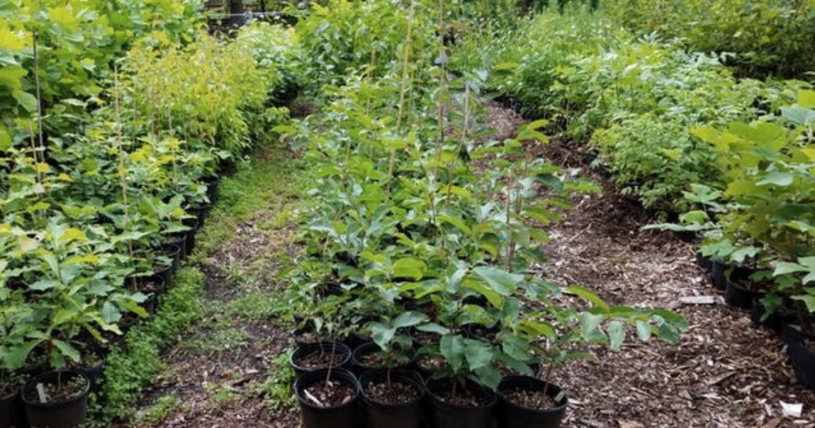 PA Environment Digest Blog Tree Pittsburgh, Partners To Give Away