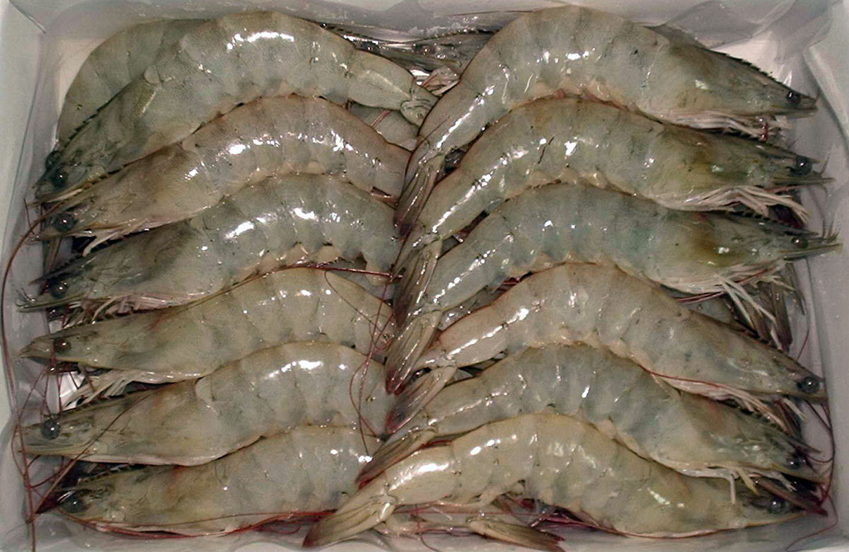 Best Shrimps Recipe That You Should Cook Frozen Shrimp Suppliers