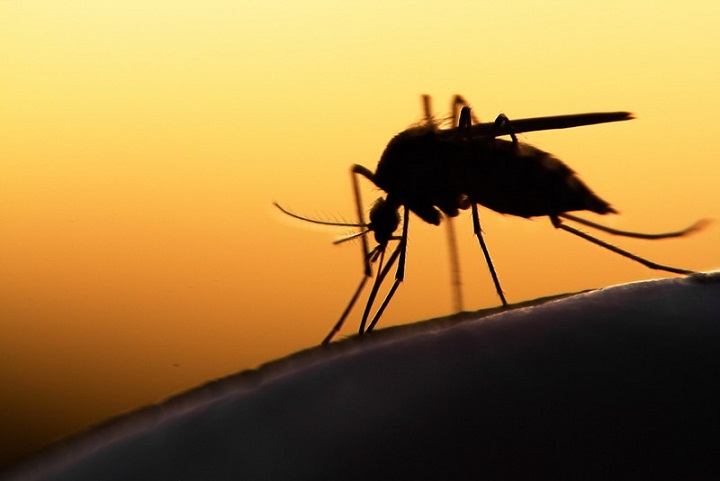Ilmuwan Menciptakan Nyamuk Pembunuh, Akibatnya di Luar Dugaan