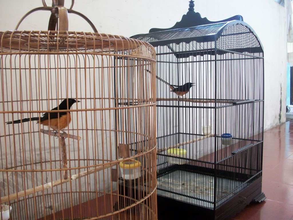 Mempersiapkan Sangkar Burung Yang Ideal