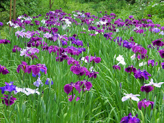 東慶寺のハナショウブ