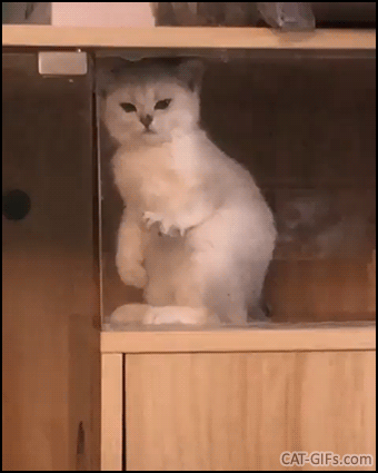 Funny Cat GIF • WTF Weird kitty kneading the air in a weird position It's paranormal CATivity Funny Cat GIF • WTF Weird kitty kneading the air in a weird position It's paranormal CATivity