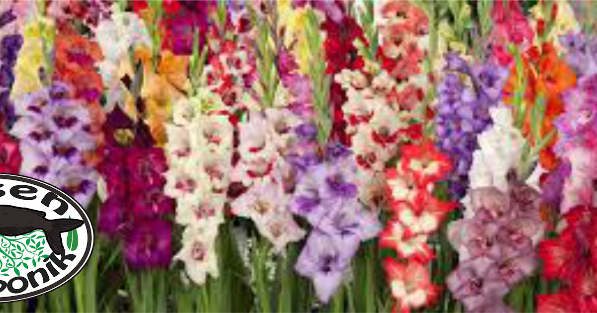 Biksen Akuaponik Cara Budidaya Gladiol Gladiolus Hybridus