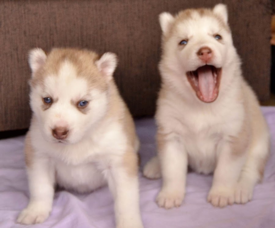 Foto Criadero Husky Siberiano Cadiz Kindarah´s