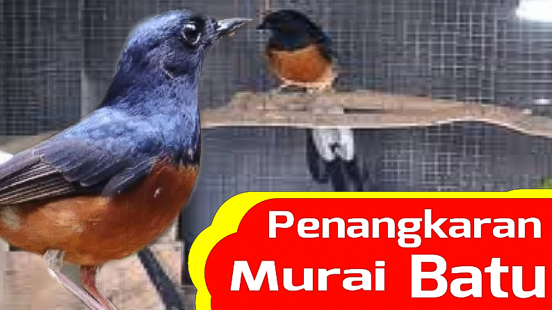 Peluang Ternak Burung Murai Batu Hingga Menjadi Jutawan Peternak