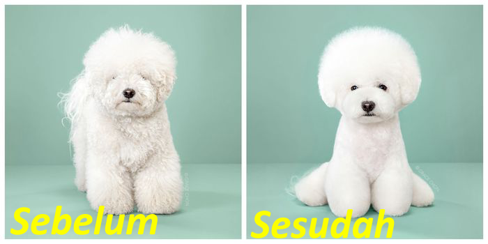 Grooming Anjing Panggilan Dan Grooming Kucing Panggilan Ke Rumah ~ Jasa