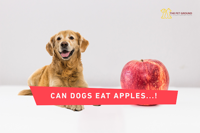 can dogs eat apples,apples for dogs,dogs eat apples,dogs eat apples safe,are apples good for dogs,are apples safe for dogs,dogs,can puppies eat apples,can dogs eat apple,apples ok for dogs,can dogs eat fruit,are apples okay for dogs,can dogs eat apple skin?,can dogs eat green apples,dogs eat pears and apples,dogs eat apple skin,can dogs eat apple pie?,green apples for dogs,dogs eat apple seeds,can dogs eat pears and apples,dogs eat apple core,apple slices for dogs,can dogs eat applesauce