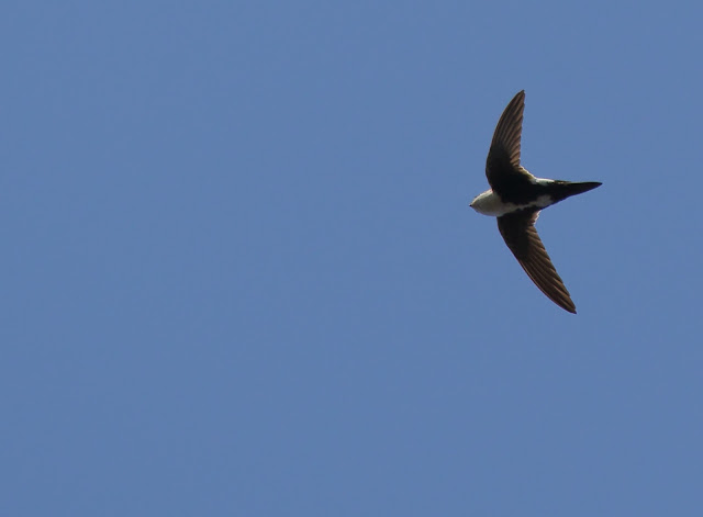 White-throated Swift White-throated Swift