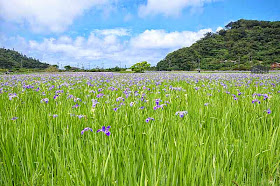 iris field, flowers, mountains