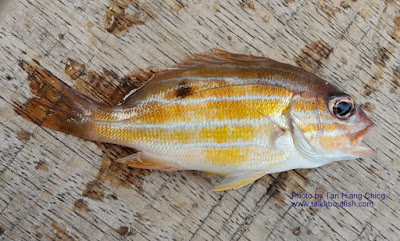 Five-lined Snapper