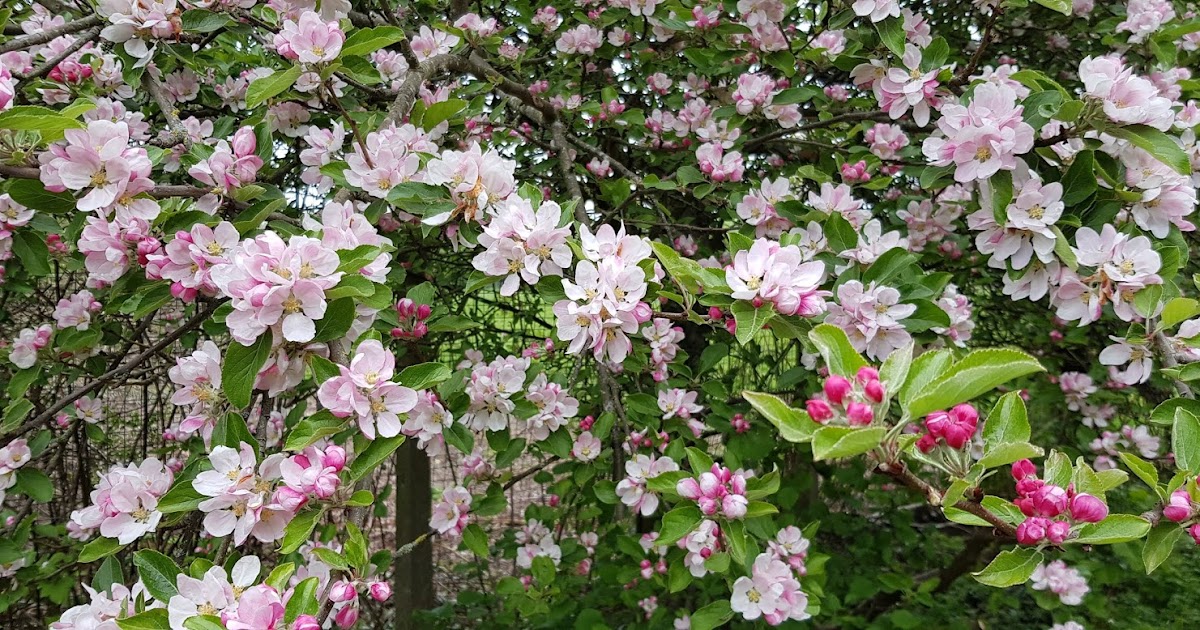 Pottering Around Snape Gets Gnawed By Fluffy Broomstick Trouble And Harry Finds A Mirror