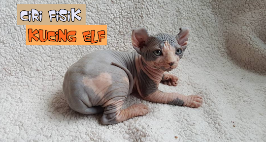 Kucing Elf Murah Ciri Kucing Elf