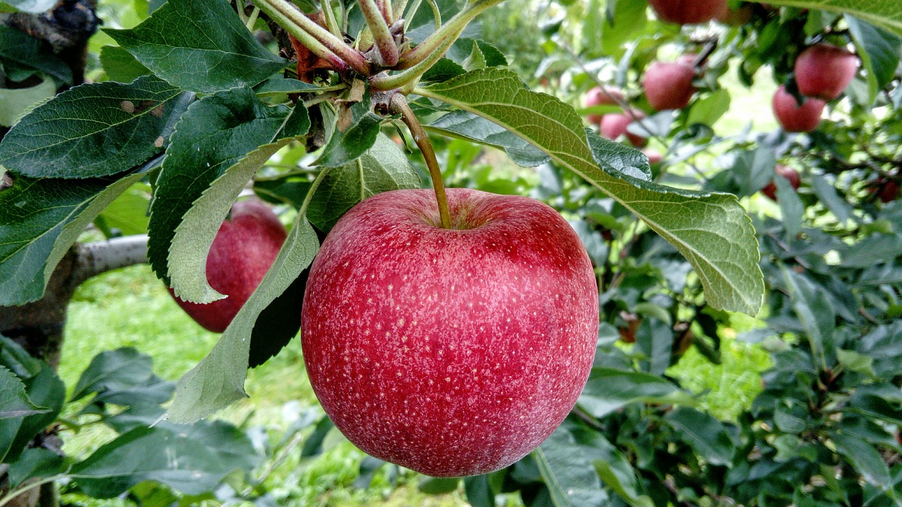 Grow Apples