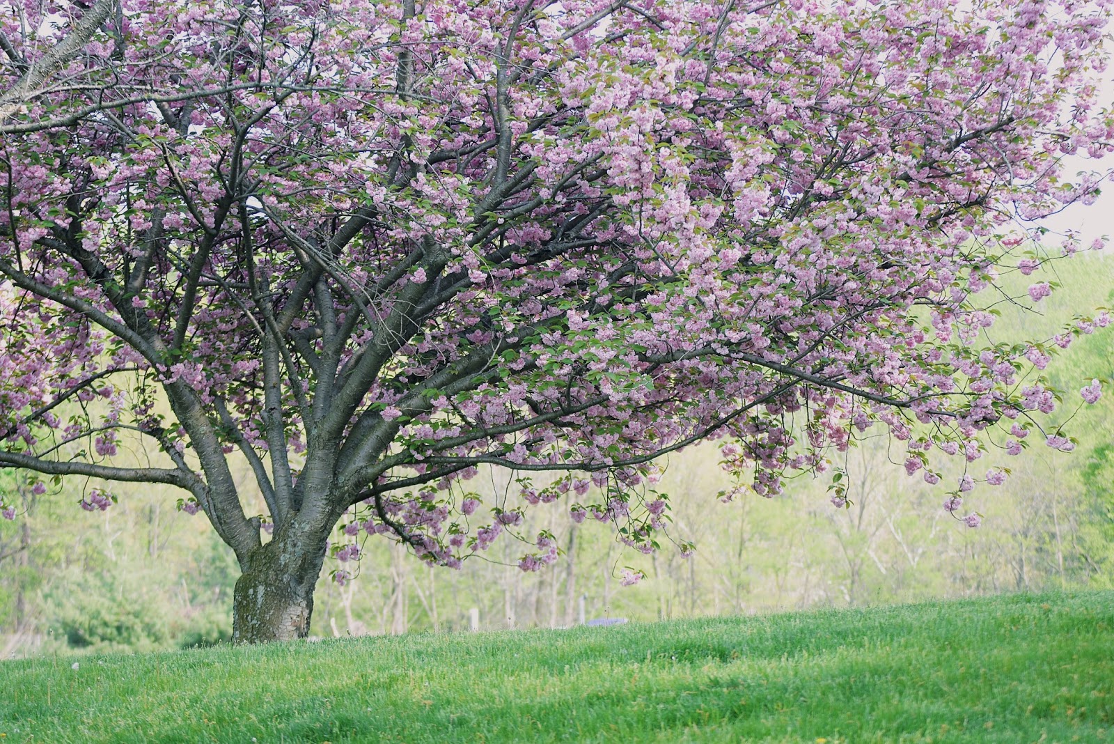 Cherry Blossom Dress-mariestilo-lightinthebox-fashionblogger-lookoftheday-primavera-spring style-armandhugon-celebrando la primavera