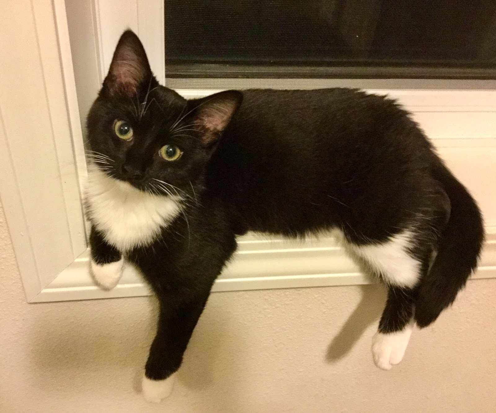 Humane Society of County Happy Tails