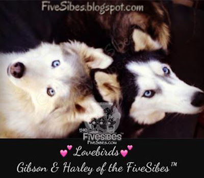 fivesibes.blogspot.com