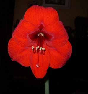 Fleur d'Amaryllis