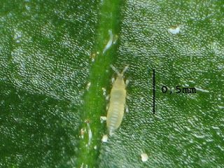 Thrips nymph
