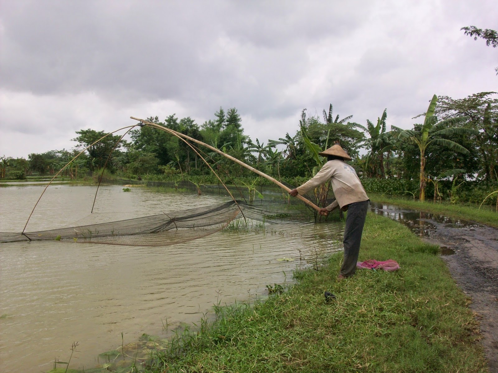 panen budidaya udang vaname air tawar