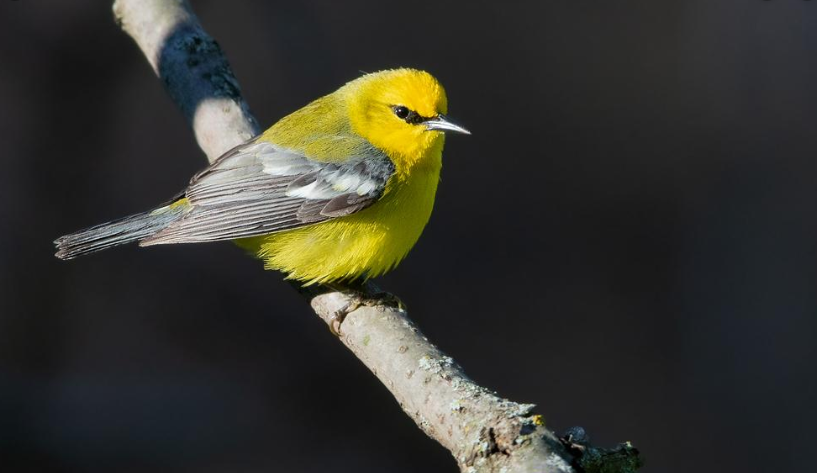 new world warblers new world warblers