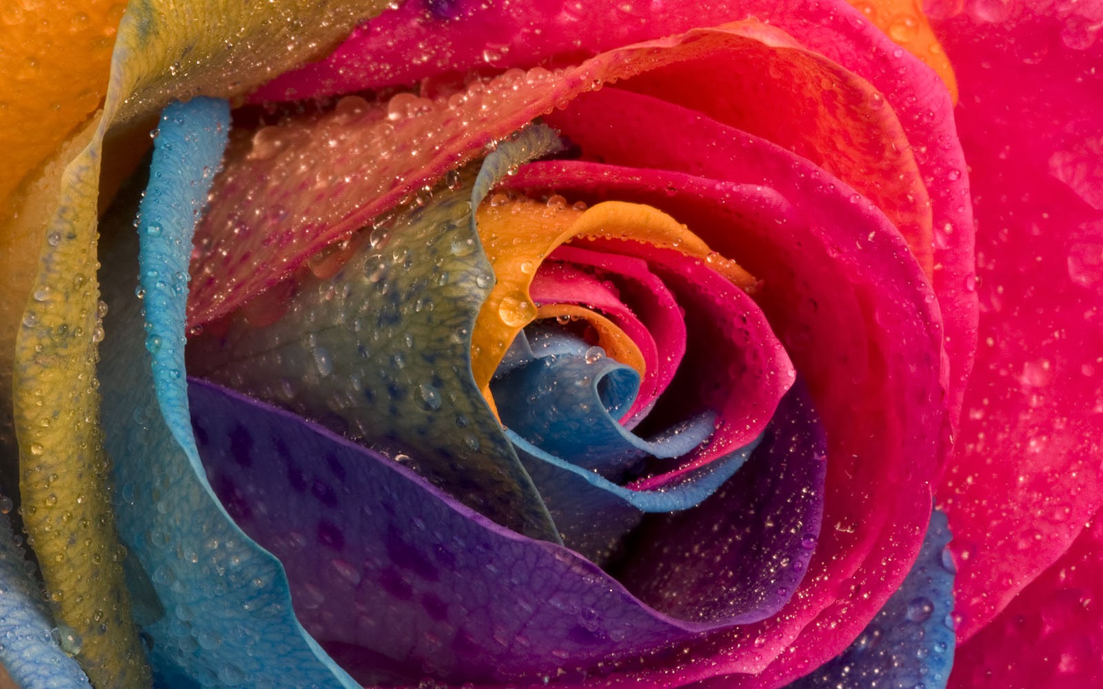 Colorful+Rose+Wallpapers+(9).jpg (1600×1000) | Радужные розы, Картины ...
