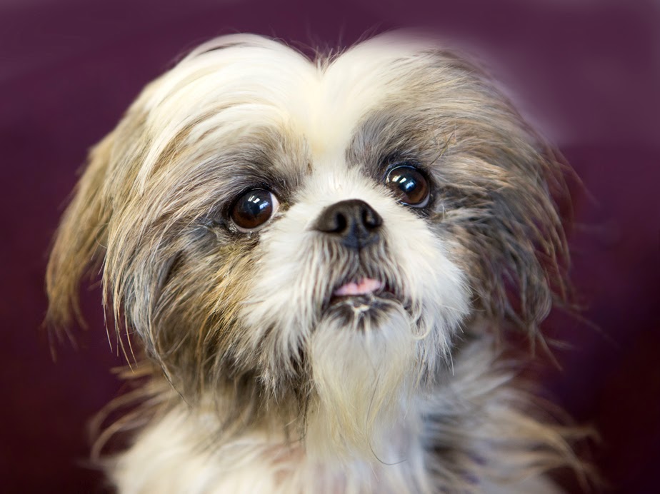 Shelter Dogs of Portland "KATE" quiet little Shih Tzu