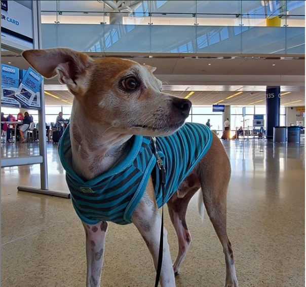 How to take dog in flight Doggy lifestyle All about DogsDog care