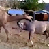 A reação de um cavalo ao reencontrar seu velho amigo camelo