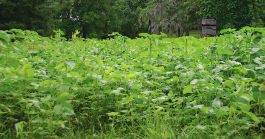 Whitetail Institute Imperial Whitetail Powerplant Welcome To The Jungle