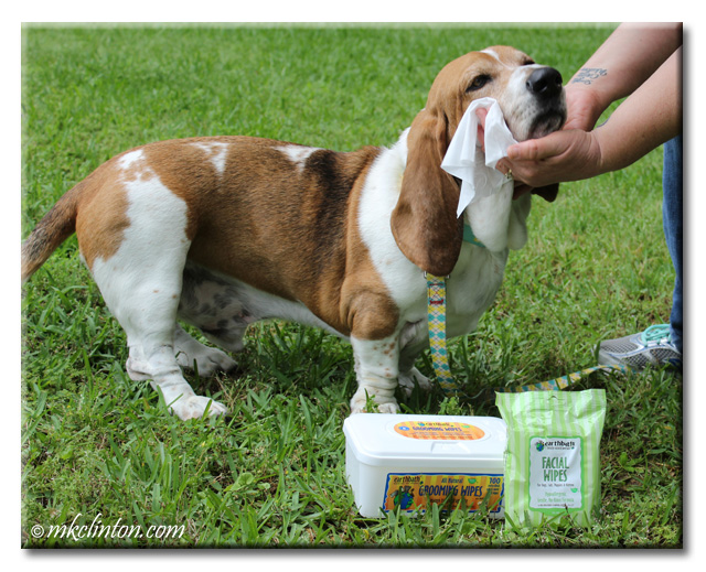 Basset Hound getting his face wiped with earthbath facial wipes