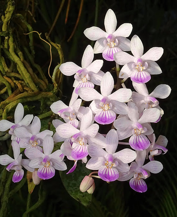 Phalaenopsis lindenii Loher