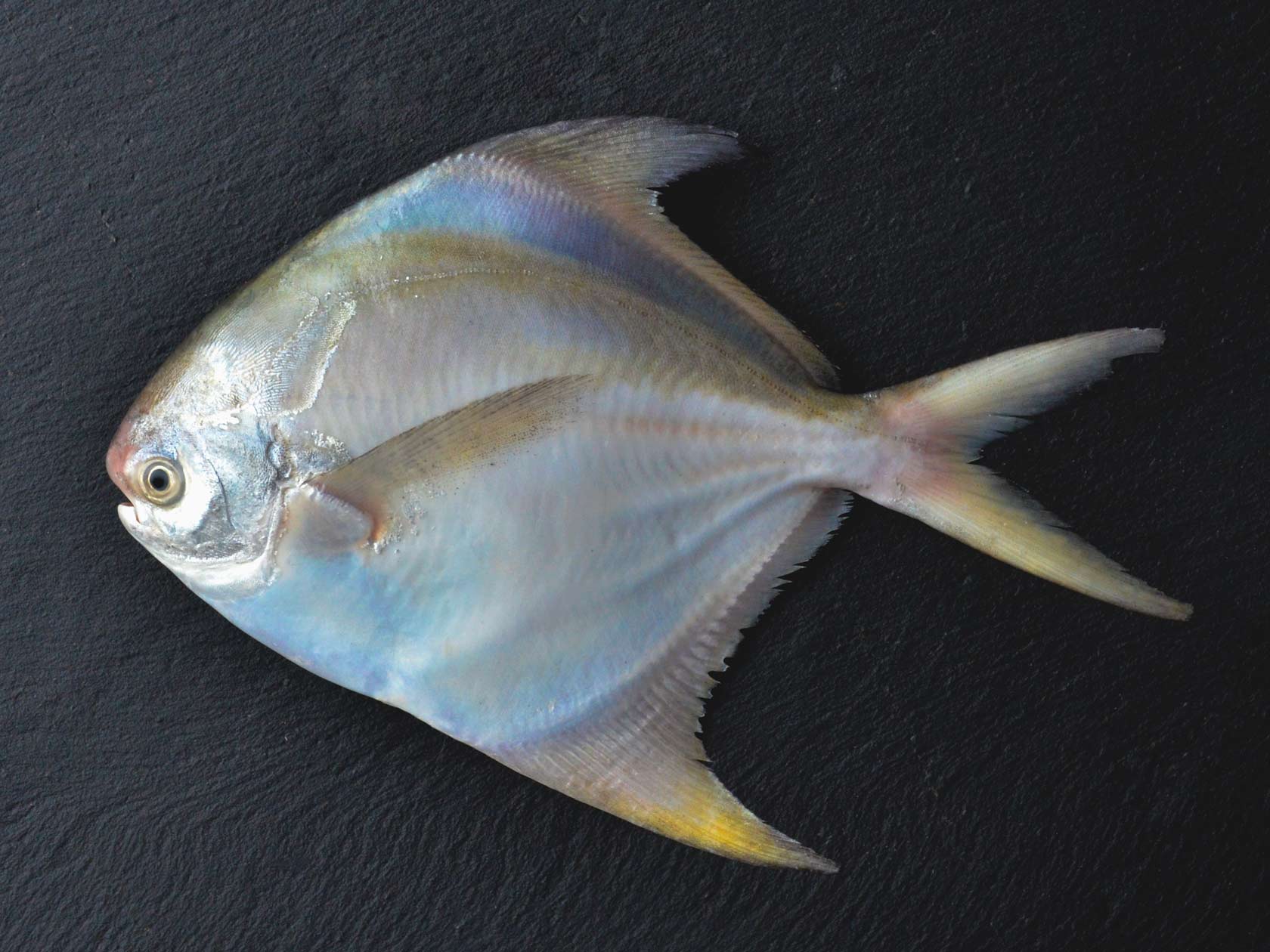 Морская рыба альбион. Камбаловые камбалообразные. Морская рыба альбион. Маленькая рыбка. Морская рыба альбион.