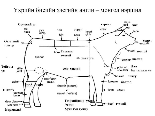 VETART: Үхрийн биеийн хэсгийн англи - монгол нэршил /cattle body parts