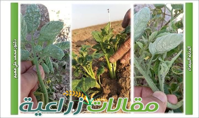 علاج مشترك للذبابة البيضاء والتوتا ابسلوتا على سوسة الطماطم والذبابة البيضاء والجاسيد علي الخيار والكوسة - مقالات زراعية