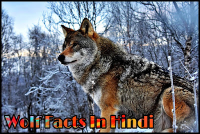 भेड़िया के बारे में रोचक जानकारी - Wolf Facts In Hindi - Hindi7Facts