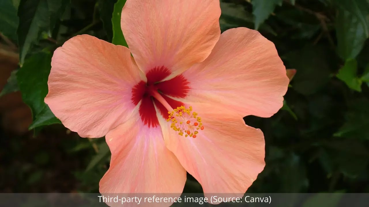 Beauty Benefits of Hibiscus | HealthInsta Beauty Benefits of Hibiscus | HealthInsta