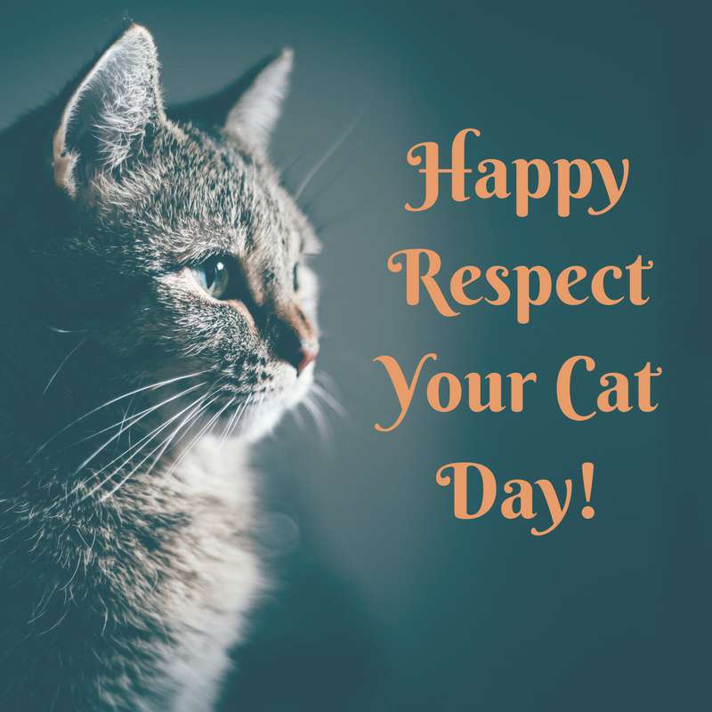 Respect Your Cat Day Wishes Photos Respect Your Cat Day Wishes Photos