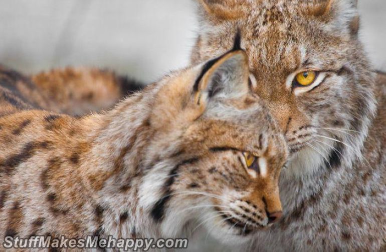 12. Big cats also know how to love 12. Big cats also know how to love