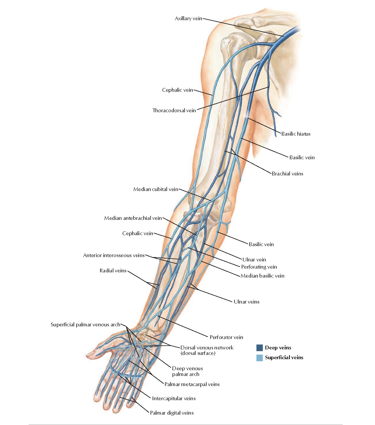 perforating veins of upper limb)