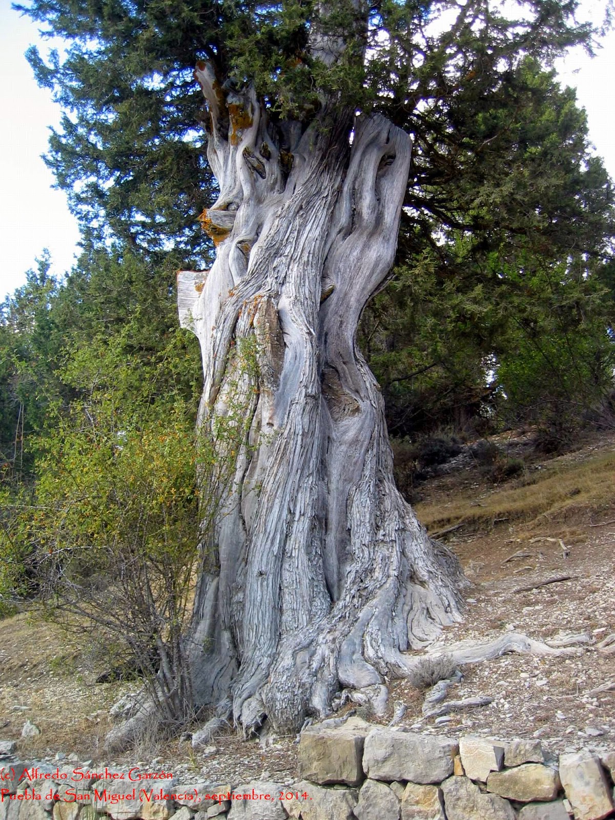 puebla-san-miguel-sabinas-juniperus thurifera