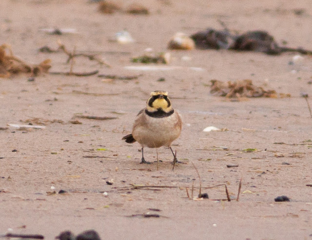 Shore Lark, Thornham Harbour