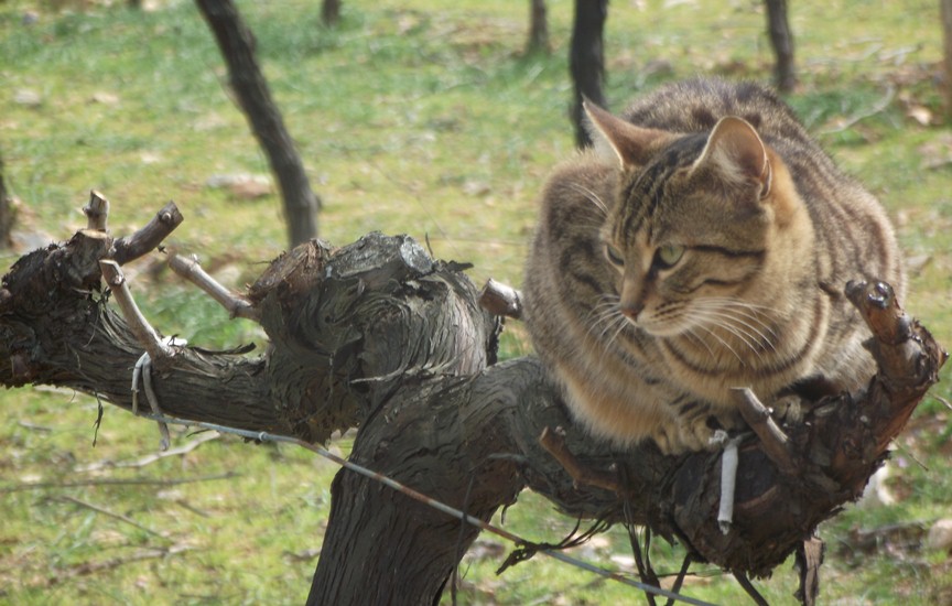Garova Bağları Günlüğü Günün Fotoğrafı Asmadaki Kedi