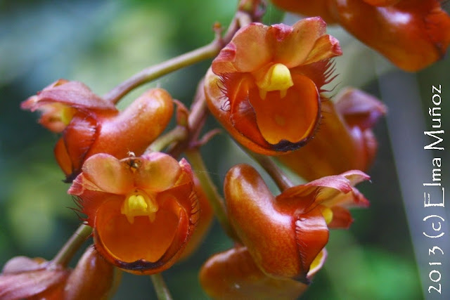 Catasetum longifolium. Internet Orchid Species Photo Encyclopedia Peru